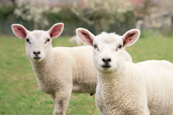 Portrait de deux agneaux moutons blancs - Photo, image