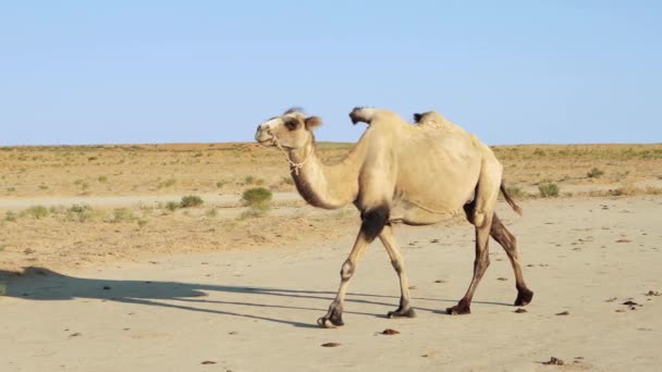 Dromedary is on the steppe. Close-up. Evening. - Footage, Video