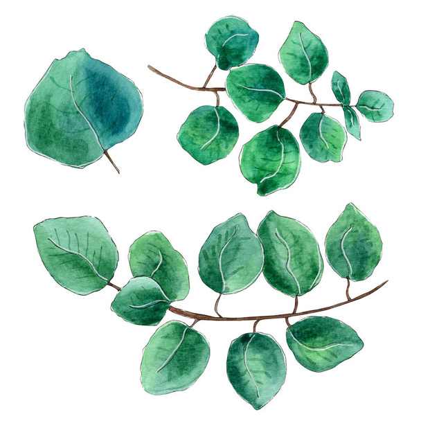Hand painted watercolor eucalyptus leaves. - Photo, Image