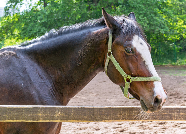 Dark brown horse with a white stripe on the muzzle stands behind a wooden paddock - Photo, Image