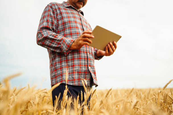 Farmer  in the hat checking wheat field progress, holding tablet using internet. Smart farming and digital agriculture. - Foto, Bild