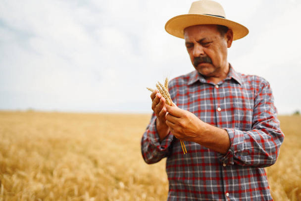 麦畑に立っているハトワラの帽子の農家は、作物を見ています。農業事業の概念. - 写真・画像
