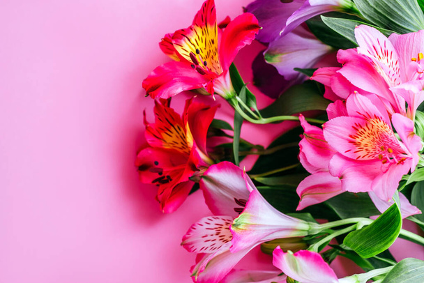 Flatlay com lindas flores de lírio peruano isoladas em fundo rosa. - Foto, Imagem