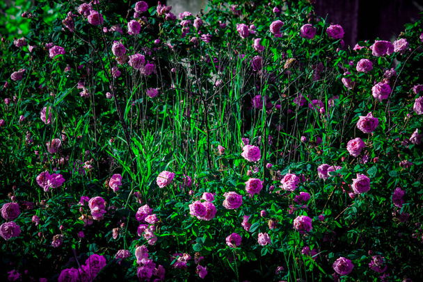 Πλούσιο τσάι τριανταφυλλιά με λουλούδια σε μια ηλιόλουστη καλοκαιρινή μέρα - Φωτογραφία, εικόνα