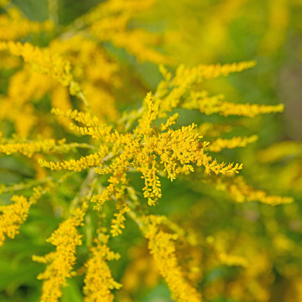 Flowering Goldrute, Solidago, in a close-up - Photo, Image