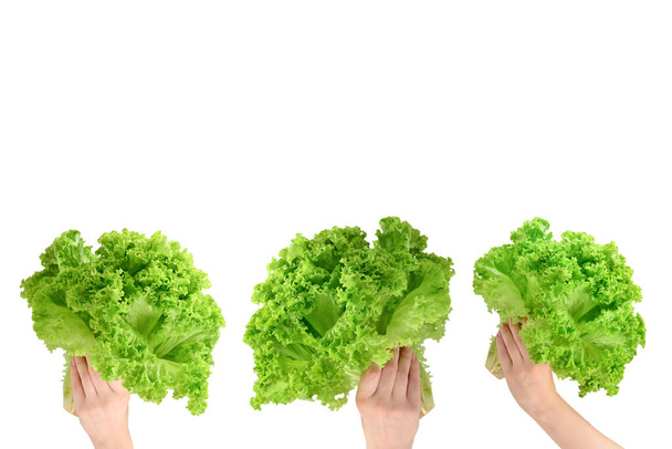 Iceberg lettuce in woman hands isolated on white background.  - Photo, Image
