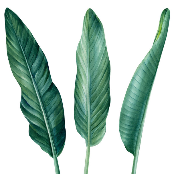 plantas tropicales, hojas de palma sobre fondo blanco aislado, acuarela ilustración botánica - Foto, Imagen