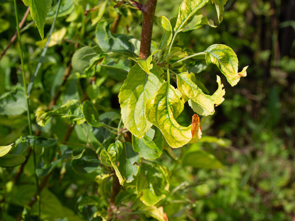 Гілка яблуні зі зморщеним листям, пошкодженим хворобами або садівничими шкідниками
 - Фото, зображення