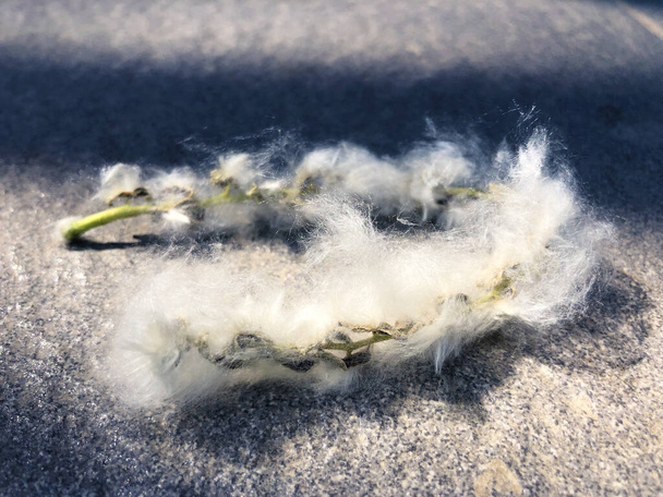 Аллергический пушистый цветок тополя из веточки из хлопка - Фото, изображение
