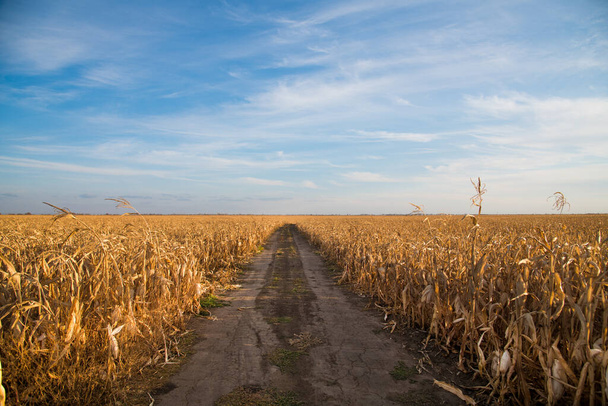 El camino se extiende en medio de un campo bajo un cielo azul - Foto, imagen