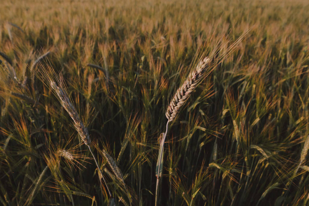 texture of wheat crops growing in the field - Φωτογραφία, εικόνα