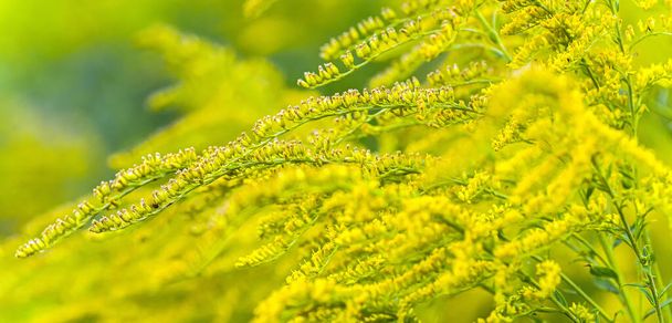 Bukvety Ragweed keře, Ambrosia artemisiifolia a Solidago, zlaté prkna v dřevěných prknech. Nebezpečná a nebezpečná rostlina. Porovnání květin. - Fotografie, Obrázek