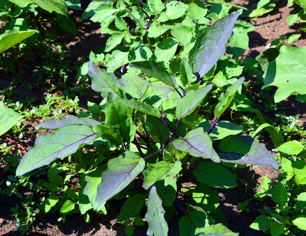 Lilek je rostlinný druh čeledi Solanaceae. Solanum melongena se pěstuje po celém světě pro své jedlé ovoce. - Fotografie, Obrázek