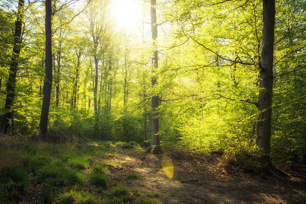春に緑豊かな生息地。太陽の光が差し込む森 - 写真・画像