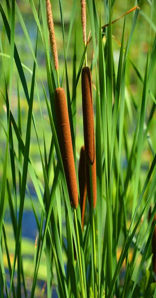 Cattails são plantas perenes verticais que emergem de rizomas rastejantes. As folhas afiladas longas têm margens lisas e são um pouco esponjosas - Foto, Imagem
