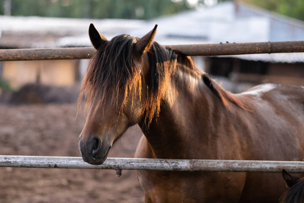 Mladí hnědí hřebci ve stáji. Koně stojí v ohradě při západu slunce. - Fotografie, Obrázek
