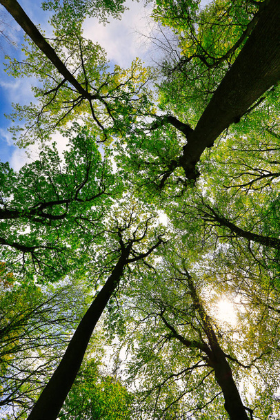 Дивлячись високі дерева в балдахін і небо
 - Фото, зображення