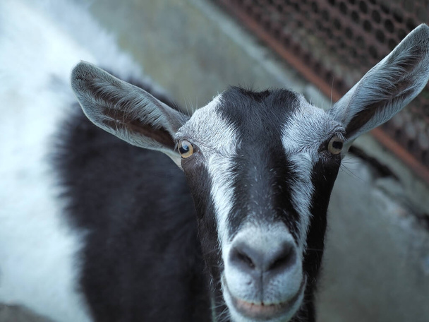 The muzzle of a black-gray hornless goat. Photo in full face closeup - Photo, Image