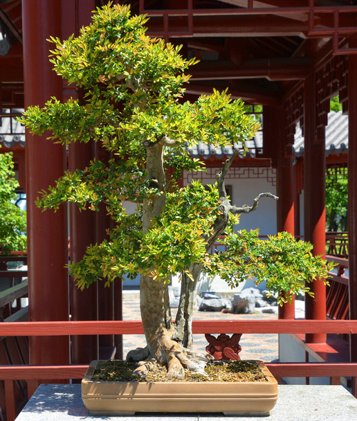 Bonsai. Het is een Aziatische kunstvorm met behulp van teelttechnieken om kleine bomen te produceren in containers die de vorm en schaal van full size bomen nabootsen - Foto, afbeelding