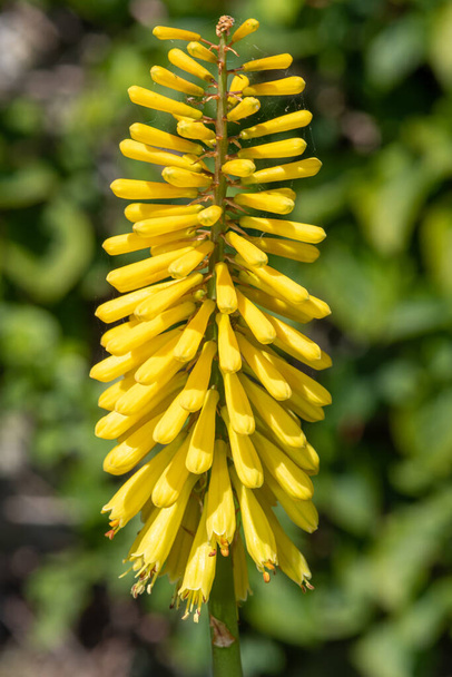 Κοντινό πλάνο ενός ανθισμένου κίτρινου λουλουδιού Kniphofia - Φωτογραφία, εικόνα