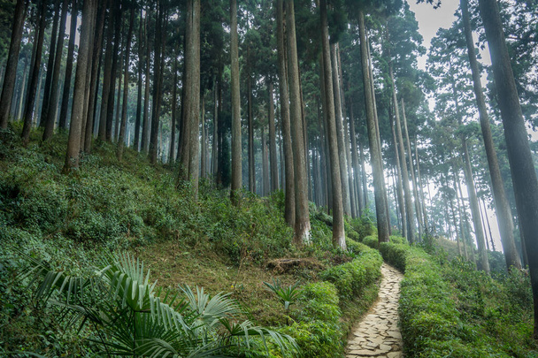 Un camino angosto que va cuesta arriba de Lamahatta Eco Park, un lugar tranquilo donde se puede disfrutar de un hermoso bosque de pinos - Foto, Imagen
