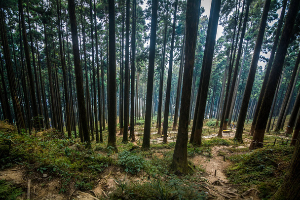 Пристойна краса густих соснових лісів у парку Ламахатта Еко, Дарджилінг, Західна Бенгал, Індія. - Фото, зображення