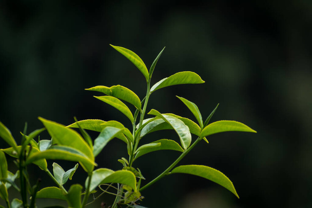 Tuoreet teelehdet ja lehdet tumma tausta Rongli-Rongliot Tea Garden, Darjeeling, West Bengal, Intia - Valokuva, kuva
