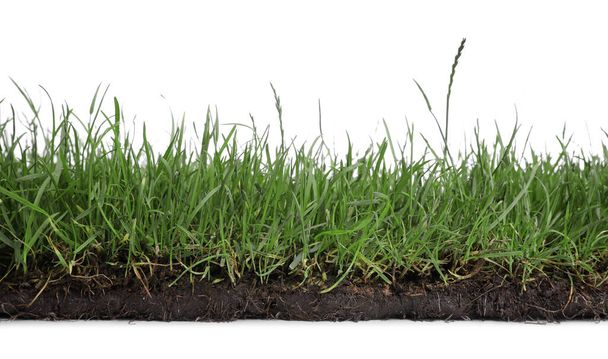 Soil with green grass on white background - Photo, Image