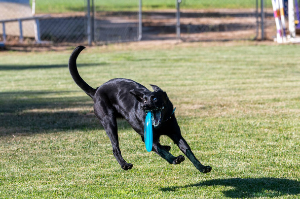 Black Labrador retriever zaraz chwyci dysk podczas odtwarzania w trawie - Zdjęcie, obraz