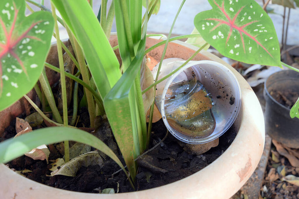 ciotola di plastica abbandonata in un vaso con acqua stagnante all'interno. vista da vicino. zanzare in potenziale allevamento - Foto, immagini