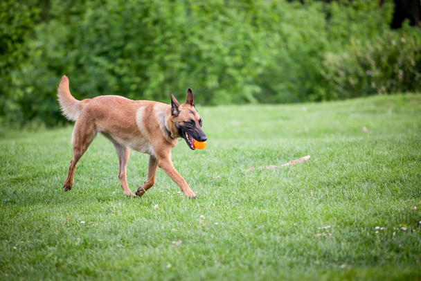 Malinois βελγικός Ποιμενικός σκύλος τρέχει σε ένα πάρκο και παίζει για να πάρει μια μπάλα, σε ένα παιχνίδι σκύλου που ονομάζεται γοητευτικό, παραδοσιακό για κυνική εκπαίδευση.  - Φωτογραφία, εικόνα