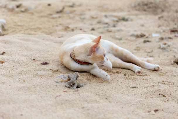 Tlustá kočka ležící na písku - Fotografie, Obrázek