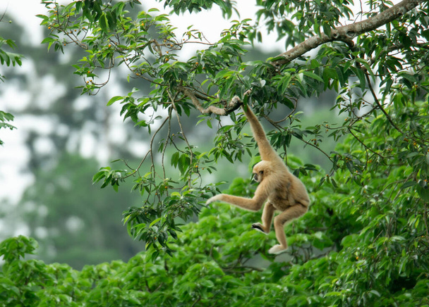 Una madre gibón salta sobre una rama con su bebé encaramado en su cintura en el bosque del Parque Nacional Khao Yai, Tailandia. La fauna en el parque nacional de Tailandia  - Foto, Imagen