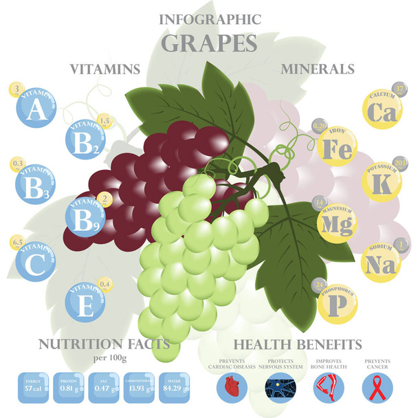 Infografika a szőlő tápanyagairól. Vektor illusztráció szőlő, vitaminok, bogyók, egészséges élelmiszer, tápanyag, diéta. Vitaminok és ásványi anyagok. A szőlő egészségügyi előnyei . - Vektor, kép