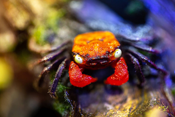 A type of mountain crab is known as a vampire crab - Photo, Image