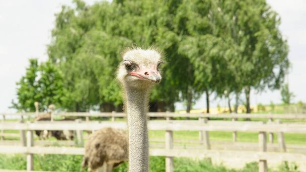 African beautiful big ostrich walks in the poultry farm - Φωτογραφία, εικόνα