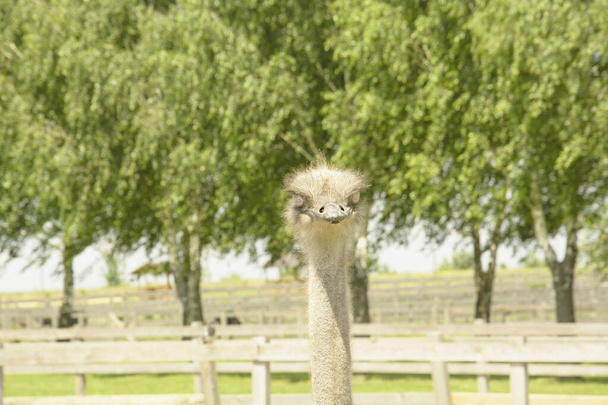African beautiful big ostrich walks in the poultry farm - Фото, изображение