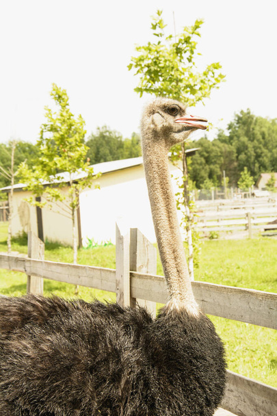 African beautiful big ostrich walks in the poultry farm - 写真・画像