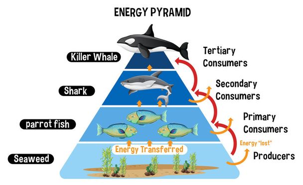 Diagrama que muestra la pirámide de energía ártica para la ilustración educativa - Vector, Imagen