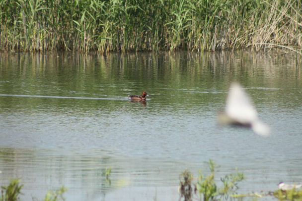 Kaczka pływająca na jeziorze z wybiórczym widokiem ostrości - Zdjęcie, obraz