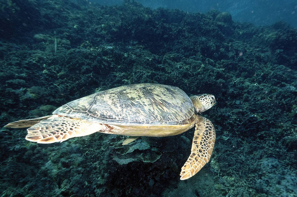 Uma imagem de uma tartaruga solitária no mar - Foto, Imagem