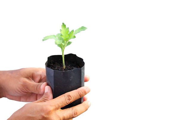 Tuinman hand houden van jonge zaailing van plant in container geïsoleerd op witte achtergrond voor de landbouw, tuinieren en voedselduurzaamheid concept - Foto, afbeelding