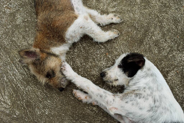 白い犬の足は茶色の犬の顔に触れるために提出しました, 2匹の犬は顔をスリープ状態にし、コンクリート床の反対方向に頭を回します,ペットの楽しさのためにからかう - 写真・画像