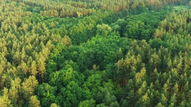 4K Αεροφωτογραφία του τοπίου Green Forest. Top View From High Attitude Σε καλοκαιρινή βραδιά. Κωνοφόρα δάση. Drone Flight Birds Eye View Αυξημένη άποψη του πράσινου δάσους - Πλάνα, βίντεο