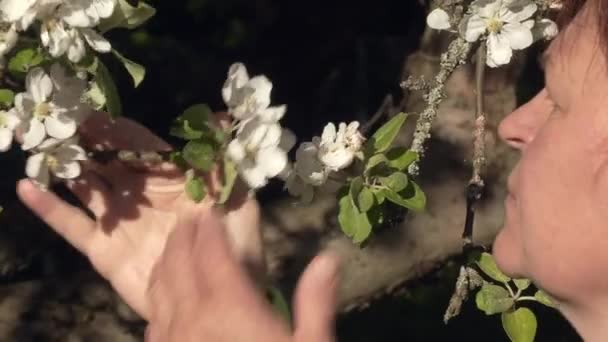 Closeup shot of a caucasian lady smelling apple tree blossoms. - Footage, Video