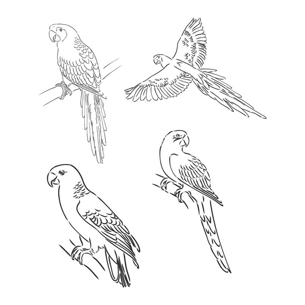 τροπικός παπαγάλος και κεφάλι πουλιών μαύρο και άσπρο διανυσματικό περίγραμμα - Διάνυσμα, εικόνα