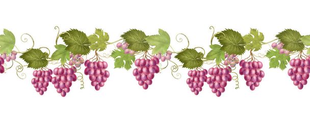 Seamless border of pink grape vines, hand drawn illustration on white background - Φωτογραφία, εικόνα