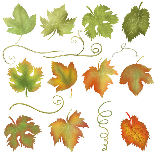 Green, orange and red grape leaves clipart, hand drawn isolated illustration on white background - Foto, Imagem