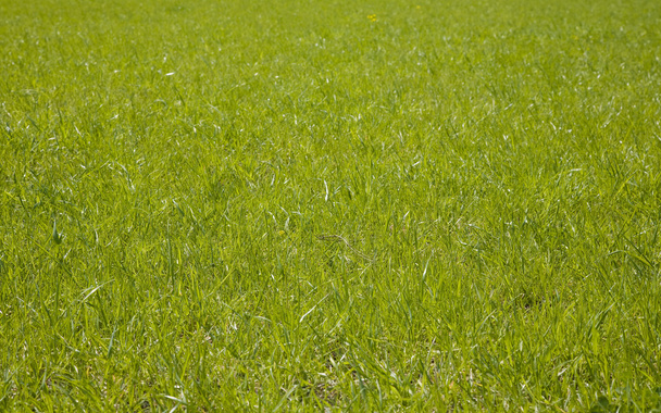 Свежая зеленая трава. Весенний сезон
. - Фото, изображение