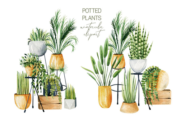 Composition of watercolor potted plants, home plants collection, hand drawn illustration on white background - Foto, imagen